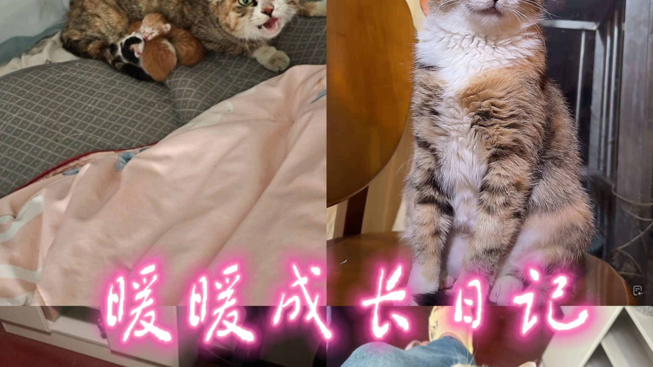 配图