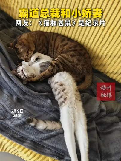 配图