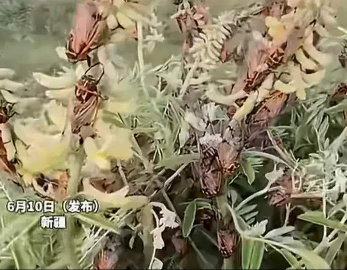 配图