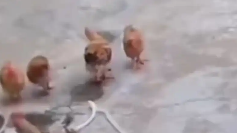 配图