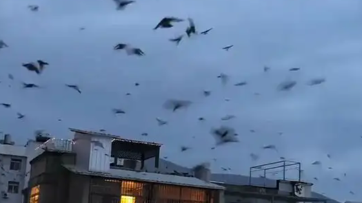 配图