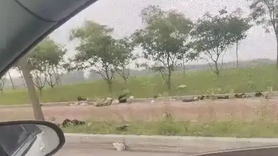 配图