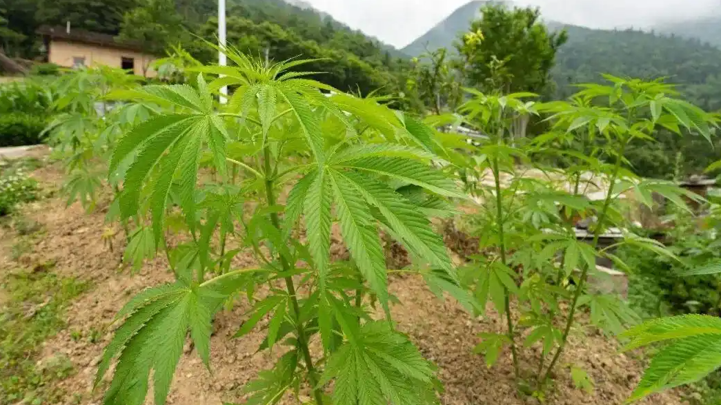 配图