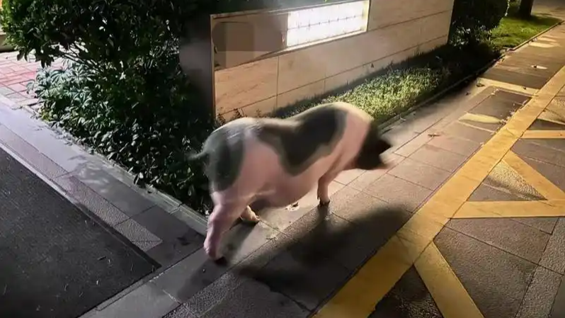 配图