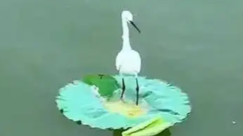 配图